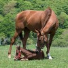 【悲報】ディープ産駒種牡馬が大量追放祭