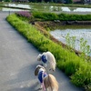 田んぼの水面に映る景色