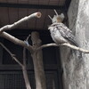 花見と動物