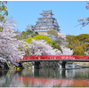 姫路城とブルーインパルス 千姫の悲哀と桜　🌸