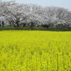 奈良へ桜を観に行きました　吉野山から藤原宮跡　４月２日