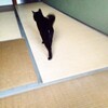 猫さんの脱水症状