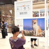 岩合光昭写真展「ねこ歩き」＠心斎橋大丸に行ってきました