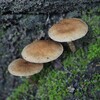 ★夏のキノコ🍄と紫陽花　2026