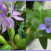 水草の青い花