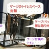 【柴犬のトイレ】生後５ヶ月、トイレスペース拡張！