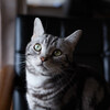 写真データの整理