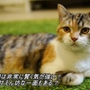 三毛猫は非常に賢く気が強い！　一方甘えん坊な一面もある？