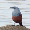 高萩海岸の鳥たち