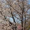 千葉県 亀山湖 紅葉 見ごろ時期は？ 