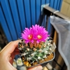 ツルビニカルプス・アロンソイ開花
