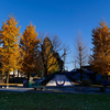 八代公園、銀杏の木 (2022.11.27)