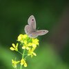 翅を持つもの～５月６日編～