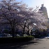 路地裏桜2015~「醍醐寺」