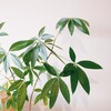 事務所のグリーンが大きくなってきました