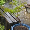 第5章フジに花が咲かない原因「土の保水力と植え替え」