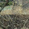 裂けた梅の木