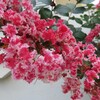 【猿も木から落ちる、と言いますが百日紅（サルスベリ）の木に登ったのだろうか？】…市内の植物探索（62）