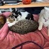 リハビリ開始！