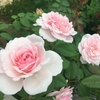 ２年目のオリビアローズオースチン・夏～秋の花