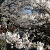 桜見物の散歩