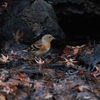 谷津干潟から香澄公園まではしご鳥見　水飲みするアトリとキジバト