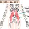 腸腰筋を鍛えよう