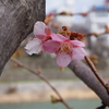 河津桜、咲いてませんでした