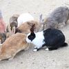 うさぎ島で癒されたい【広島県大久野島】うさぎが超絶盛りだくさん！！