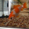 金魚飼育 水は早めの安定を