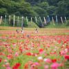 ポピーを見に「くりはま花の国」に行ってきた