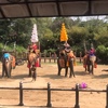 バンコク近くでゾウに乗りたい！Samphran Elephant Ground And Zoo（サムプラムゾウ園）