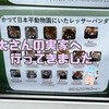 シロクマのおなか～日本平動物園