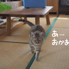 退屈するあずき