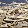 世界最小のネズミ『カヤネズミ』