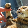 3月後半の #ねこ #cat #猫 どらやきちゃんB