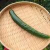 キュウリ夏すずみ待望の初収穫