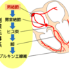 心室頻拍でwideQRSになる理由