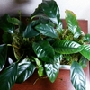 Anubias coffeefolia "Kumba" 40日後
