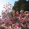 天気が良いので北海道神宮の花々が咲きほこる庭園までサイクリング（I went cycling.）してきた。風の旅人Wind traveler ゴールデンウイーク２日目