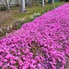 花いっぱい浦安2024-浦安富岡中央公園（ＰＲ花壇）