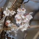 今年も撮りました「大乗寺丘陵公園」の十月桜