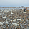 瓢湖の名物、“白鳥おじさん”♪