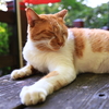 ねこ　ねこ　ねこ　唐沢山神社