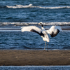 渚のタンチョウ