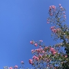 雑記）やっと夏が終わった