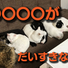 寒いったらありゃしない！〇〇〇〇がだいすきな猫