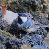 小さなヒガラの水浴び【小根山森林公園その④】