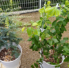 ブルーベリー秋植え替え