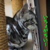 引っ張ってません